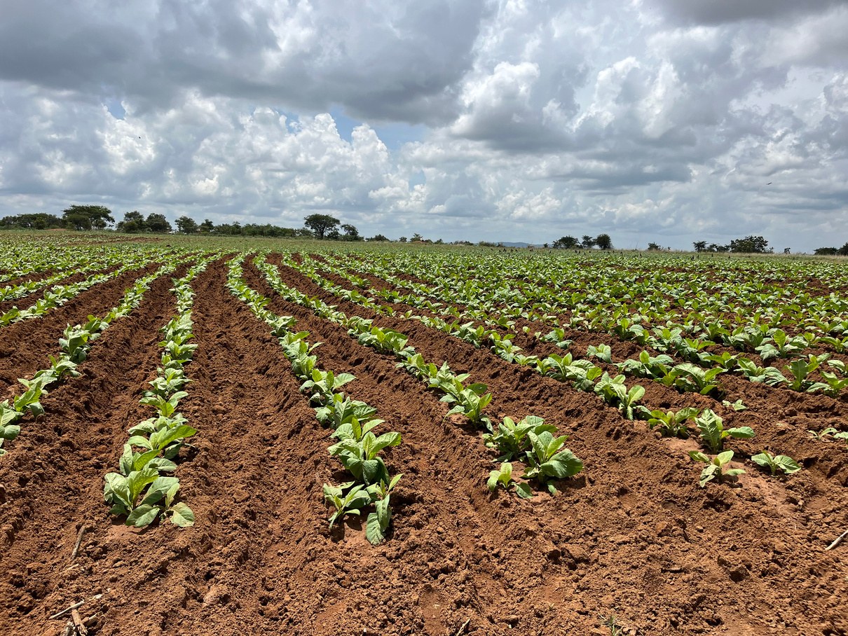 Control rows where budworm went over threshold