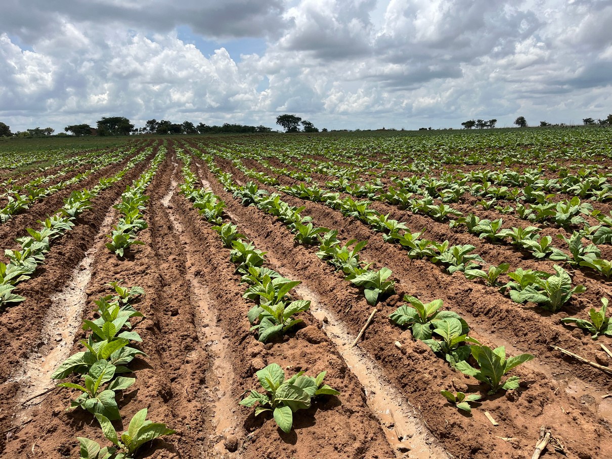 Plesiva Star rows, clean of budworm