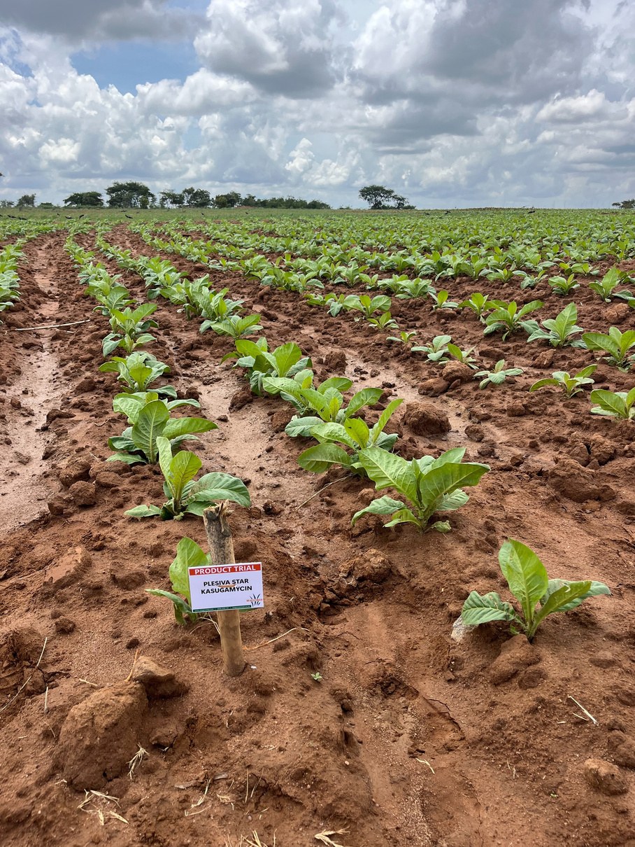 Even Kynohumate plot holding through the drought