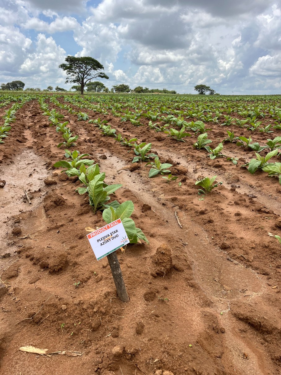 Plot without Kynohumate showing stress