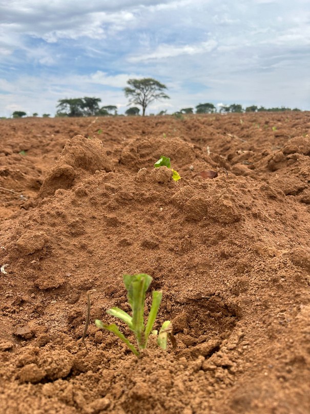A freshly planted seedling in the newly worked soil