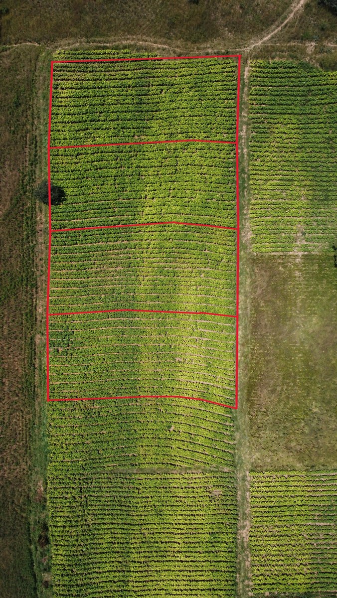 Aerial view of the five trial plots marked out with red lines