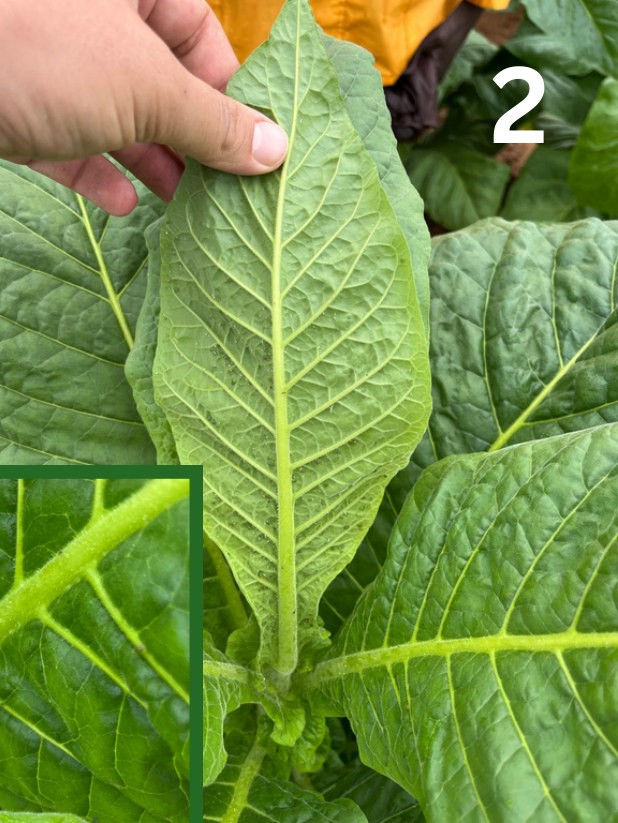 Checking the leaves of surrounding plants