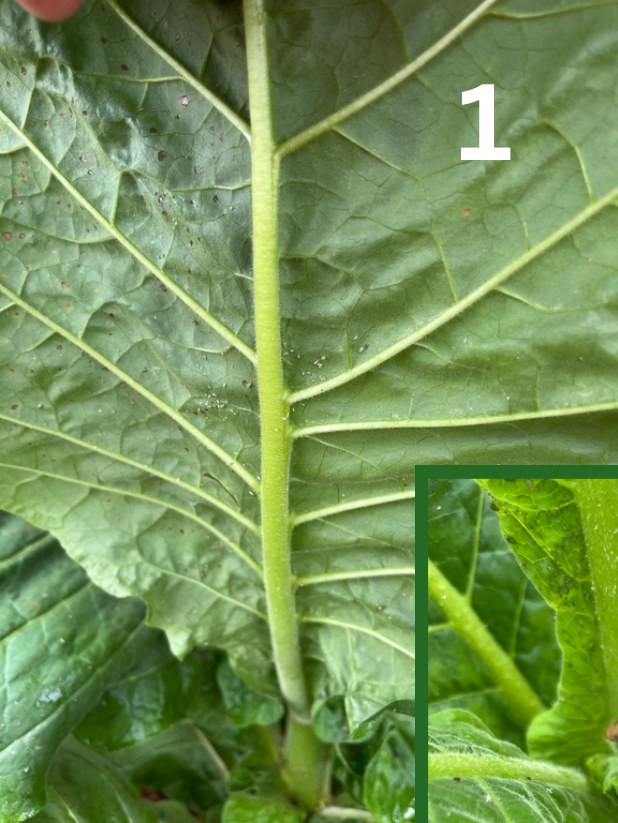 Clean leaf on a treated plant