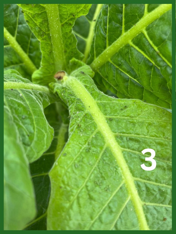 The single missed plant with aphids