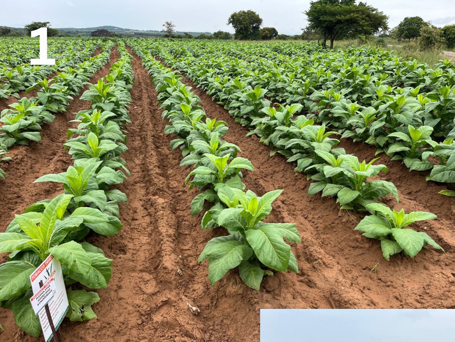 Azoxy Duo plot with Kynohumate at 9 weeks
