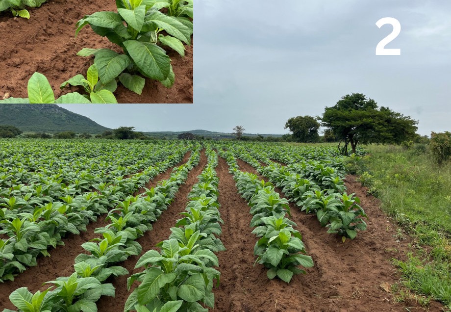 Control plot at topping stage