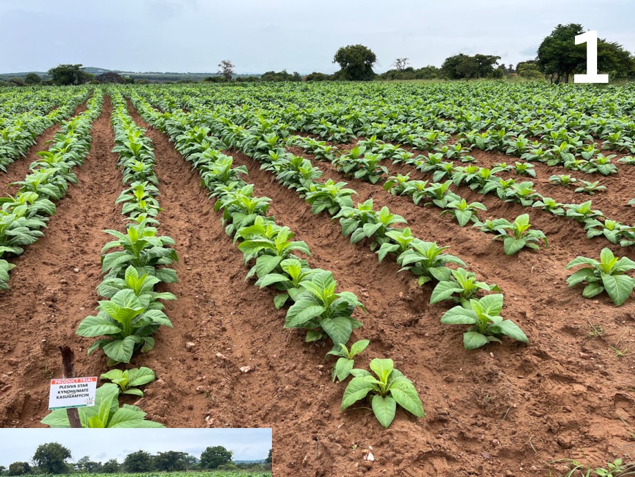 Kasugamycin plot with Kynohumate at 9 weeks