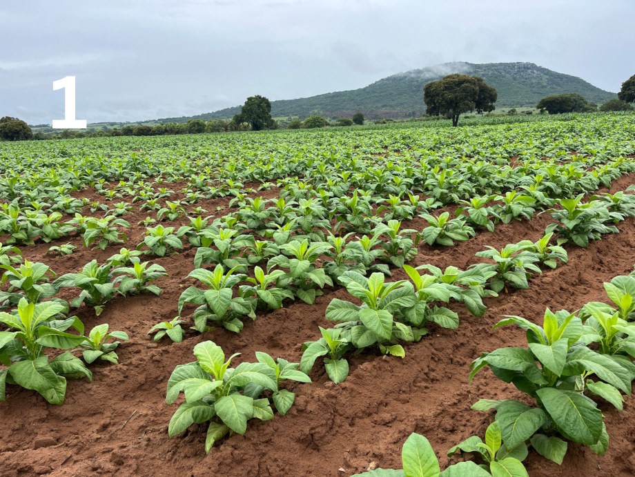 Plesiva Star, Kynohumate and Azoxy Duo plot at topping stage