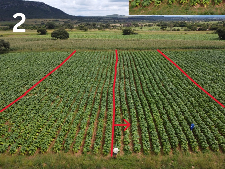 Azoxy Duo plot with Kynohumate in late February