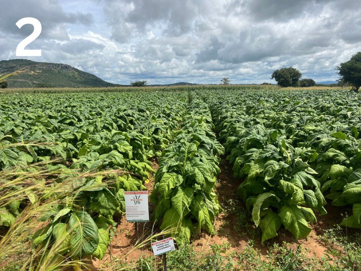 Kynohumate and Azoxy Duo plot