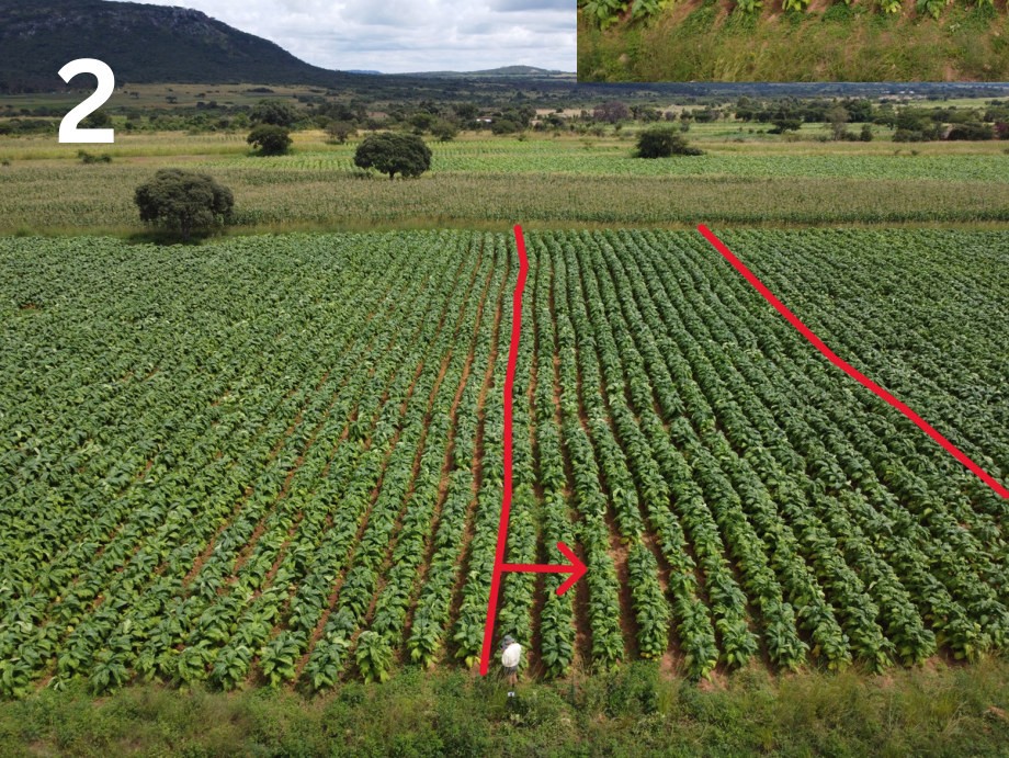 Kasugamycin plot with Kynohumate in late February