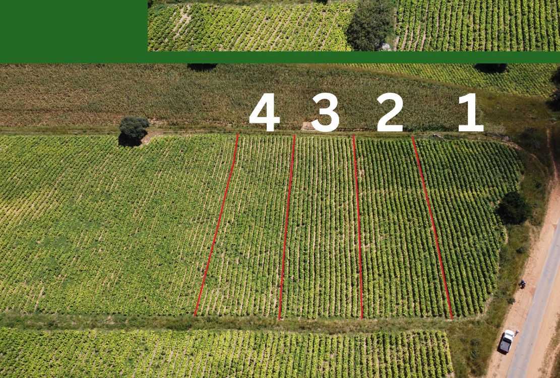 The four trial plots compared from above