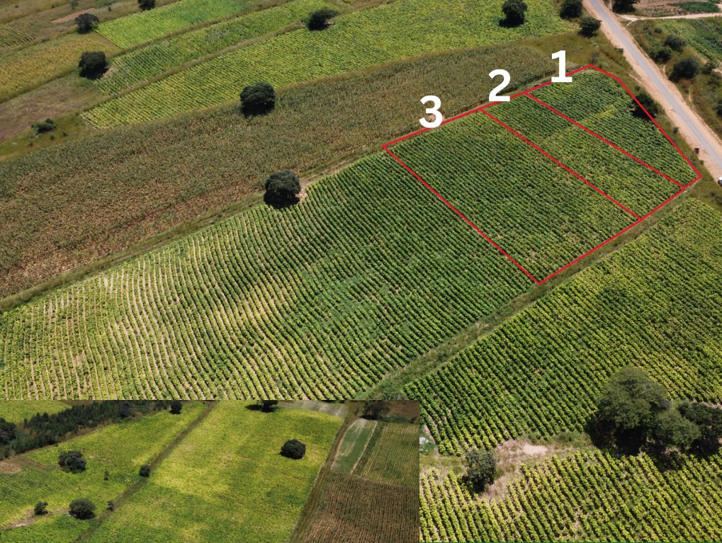 Aerial view of the trial plots in late March