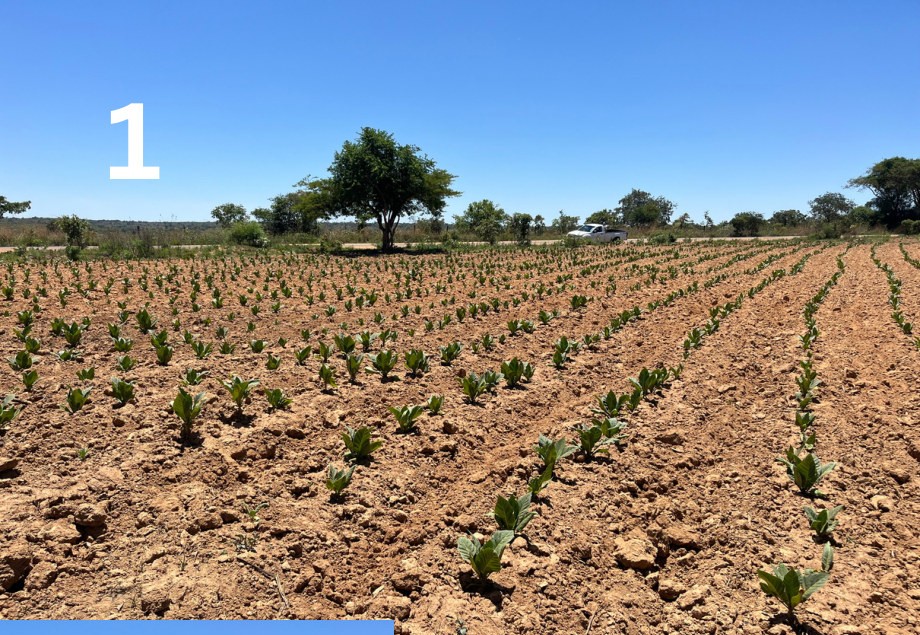 Azoxy Duo plot with Kynohumate, right of the peg