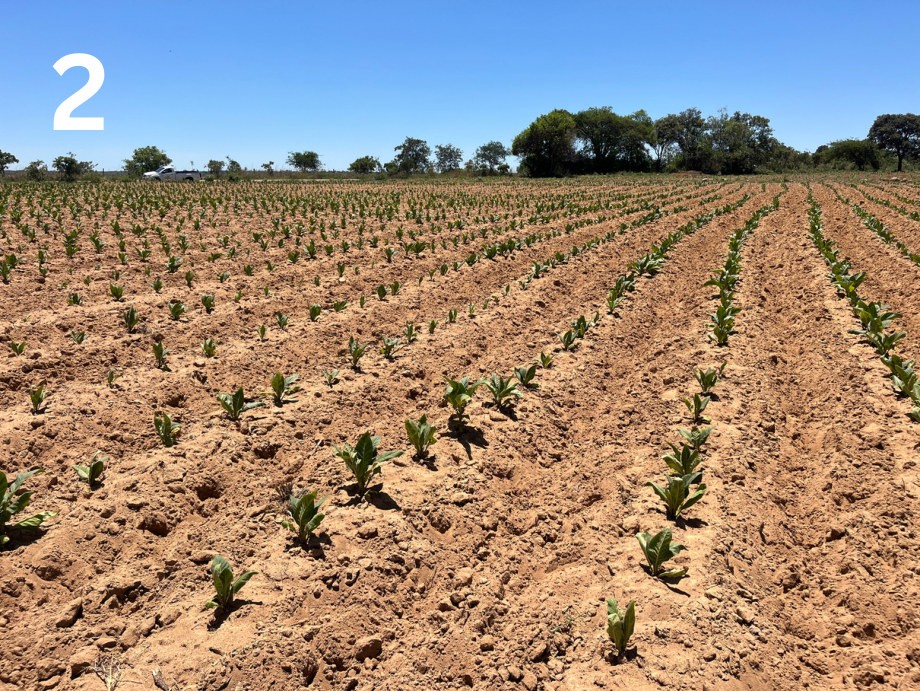 Azoxy Duo plot without Kynohumate, right of the peg