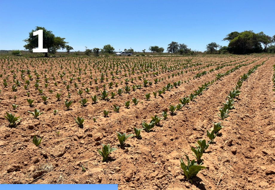 Kasugamycin plot with Kynohumate