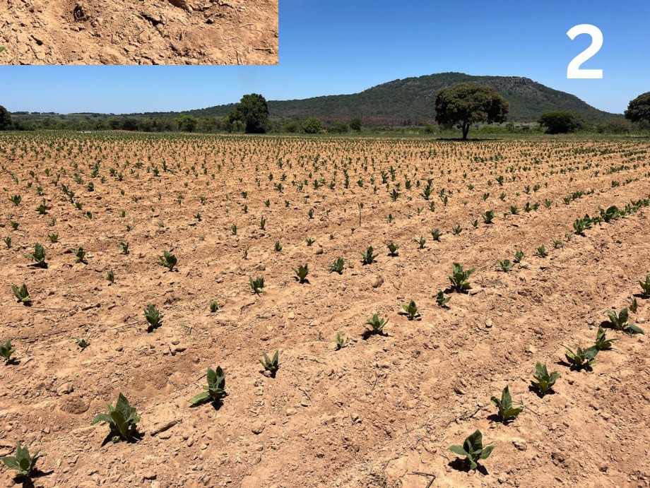 Control plot showing drought stress