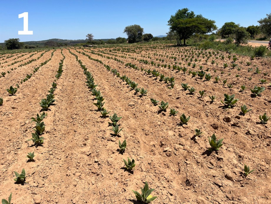 Kynohumate plot holding its growth through the drought