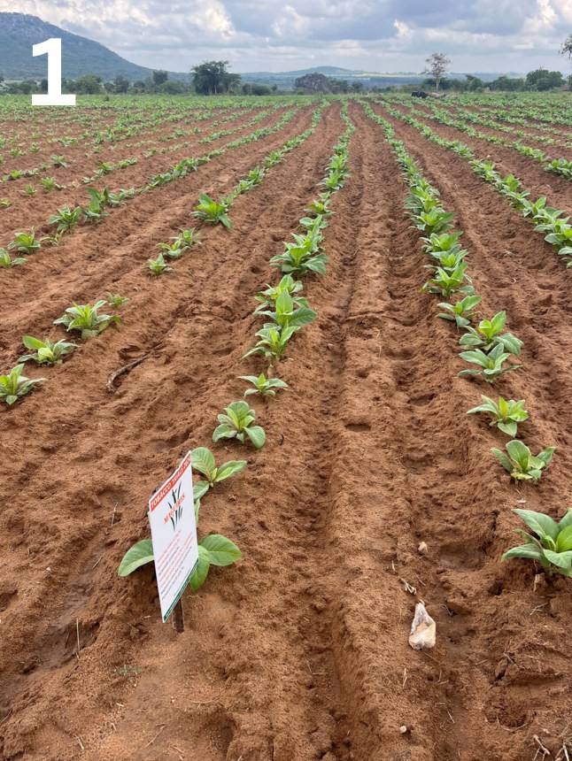 Even Kynohumate crop right of the peg