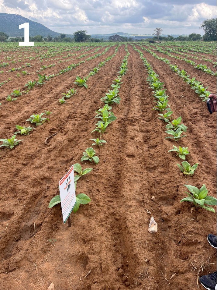 Plot without Kynohumate, left of the peg