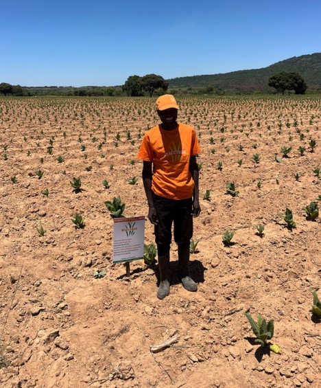 Inspecting the trial plots beside a trial sign