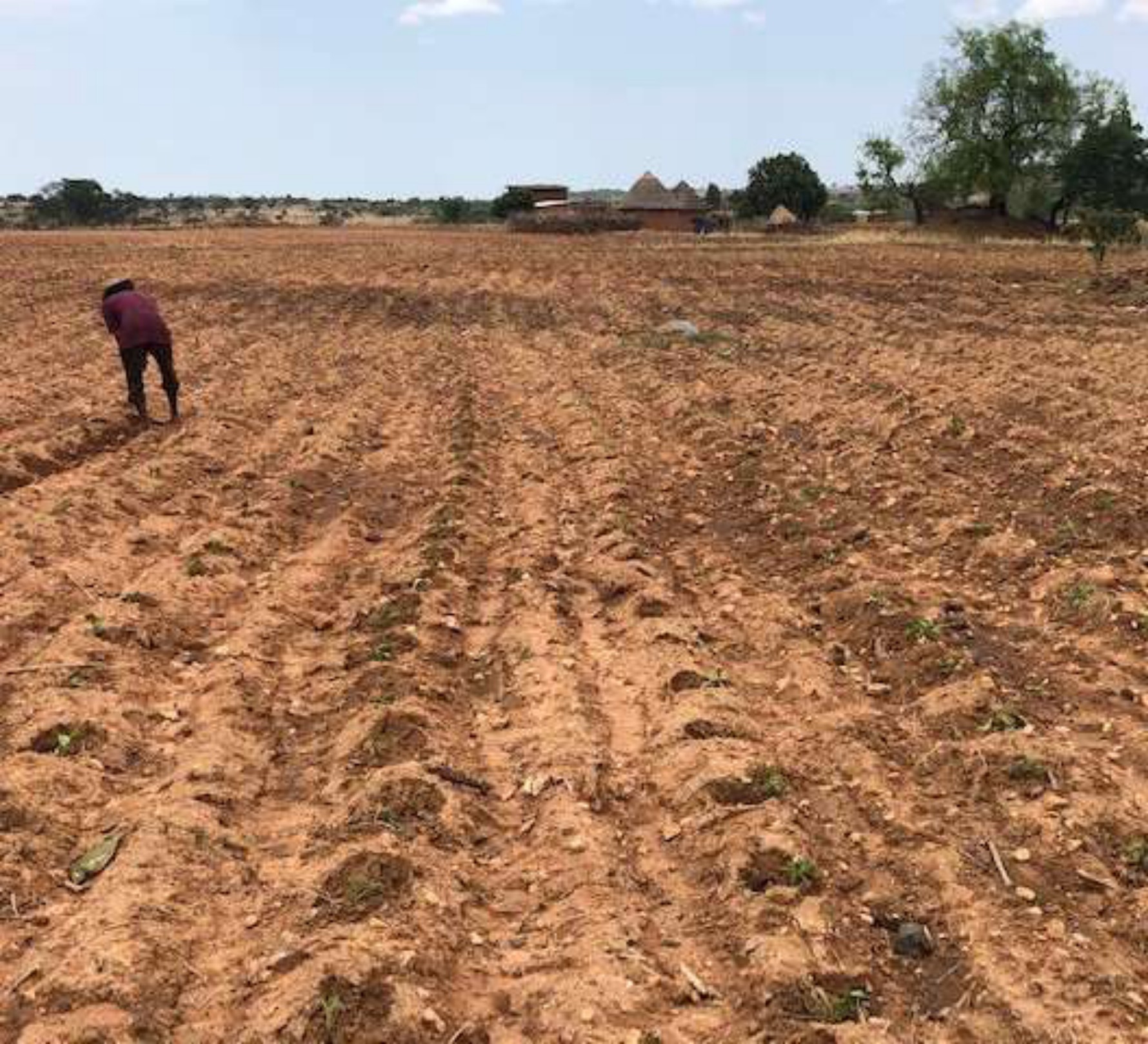 The lands at planting with old maize stalks left in the field