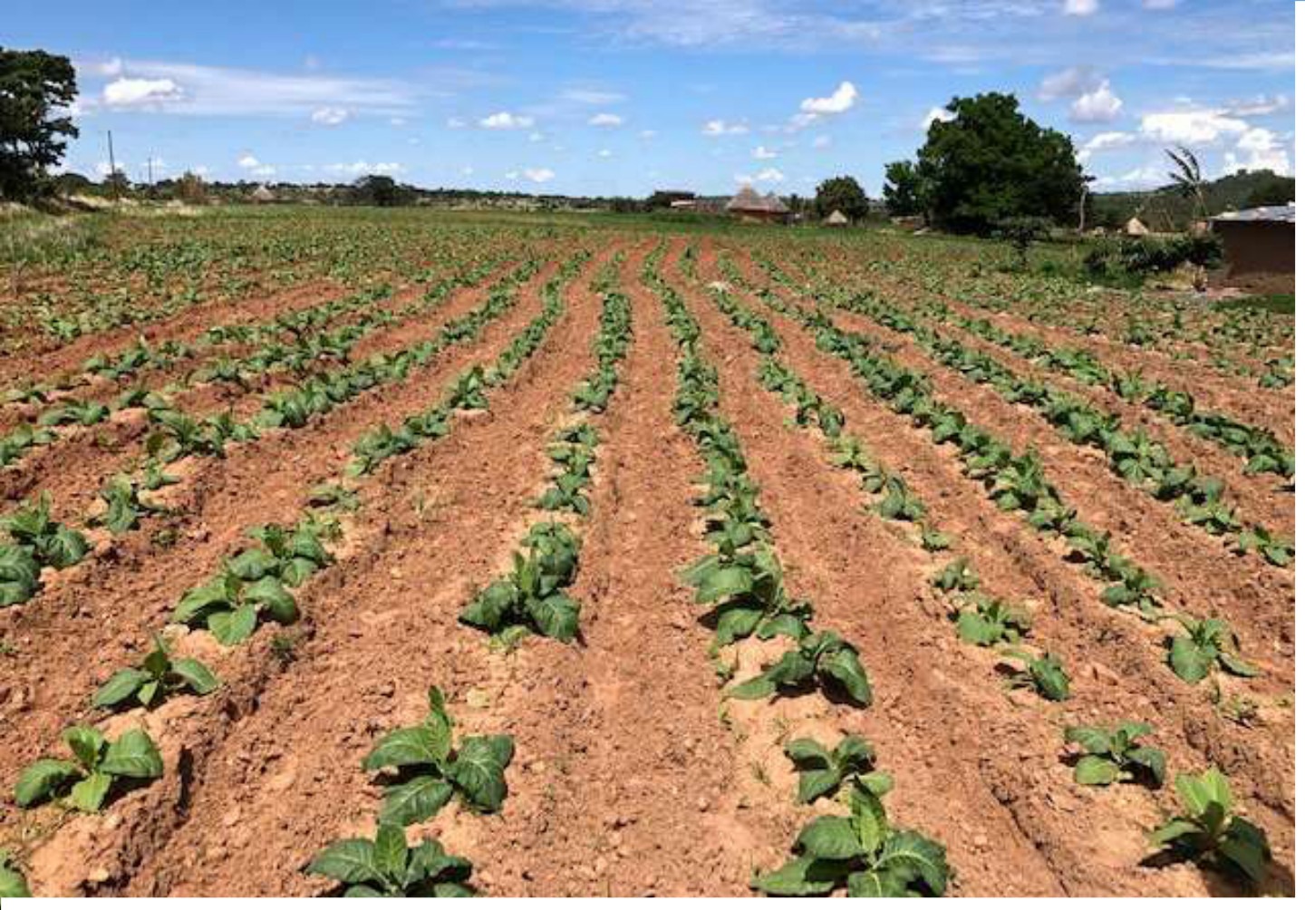 Healthy young trial rows in late December