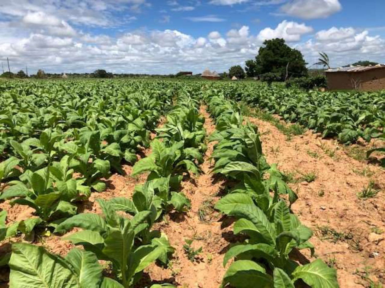 Trial rows in early January