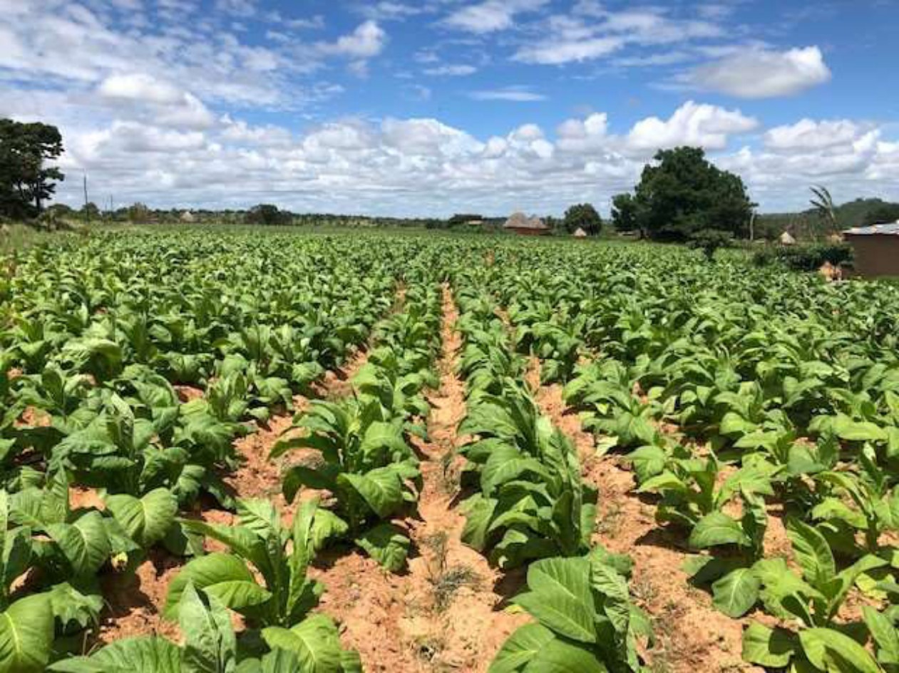 Growing crop with clean stems in early January