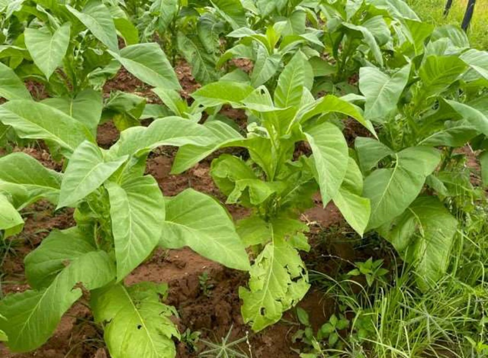 Recovering crop three weeks after the hail