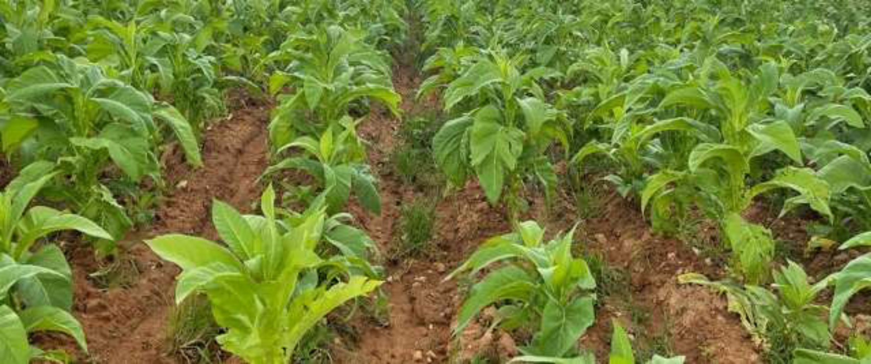 Trial rows recovering in late January