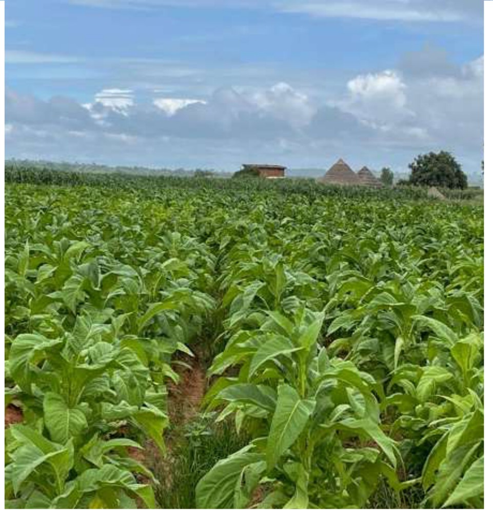 Disease-free crop in early February