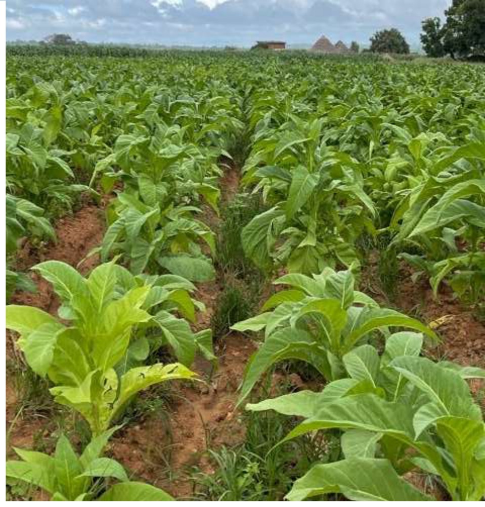 Lush trial rows in early February