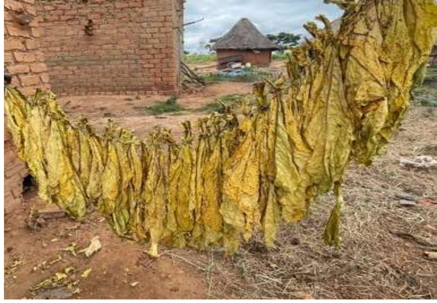 Reaped tobacco leaf from the trial area