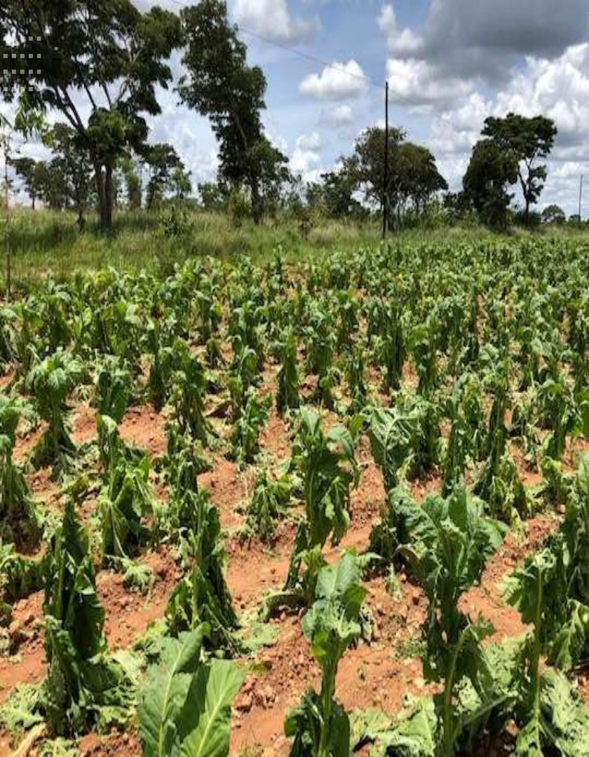Crop damage after the hail and windstorm