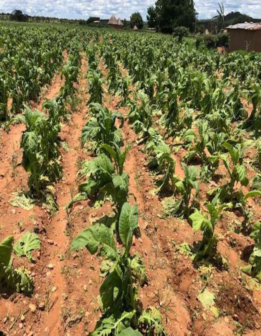 Shredded tobacco rows after the hailstorm