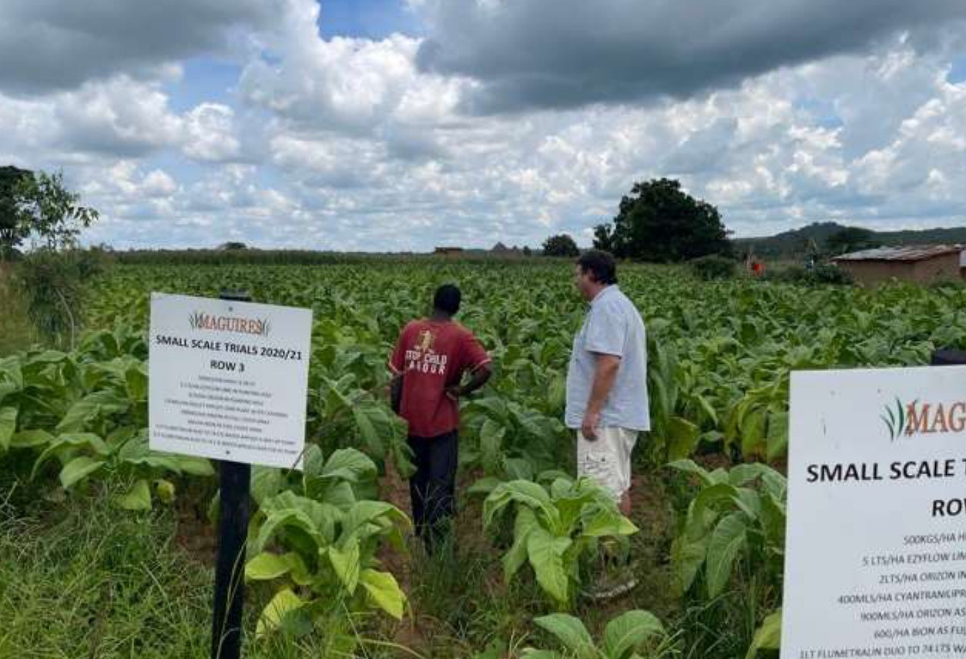 Inspecting the recovered tobacco crop beside the trial signs