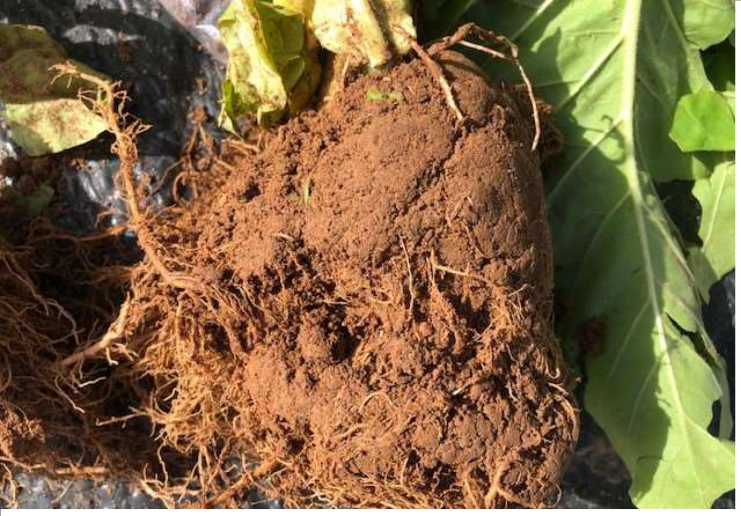 Root sample lifted for nematode analysis