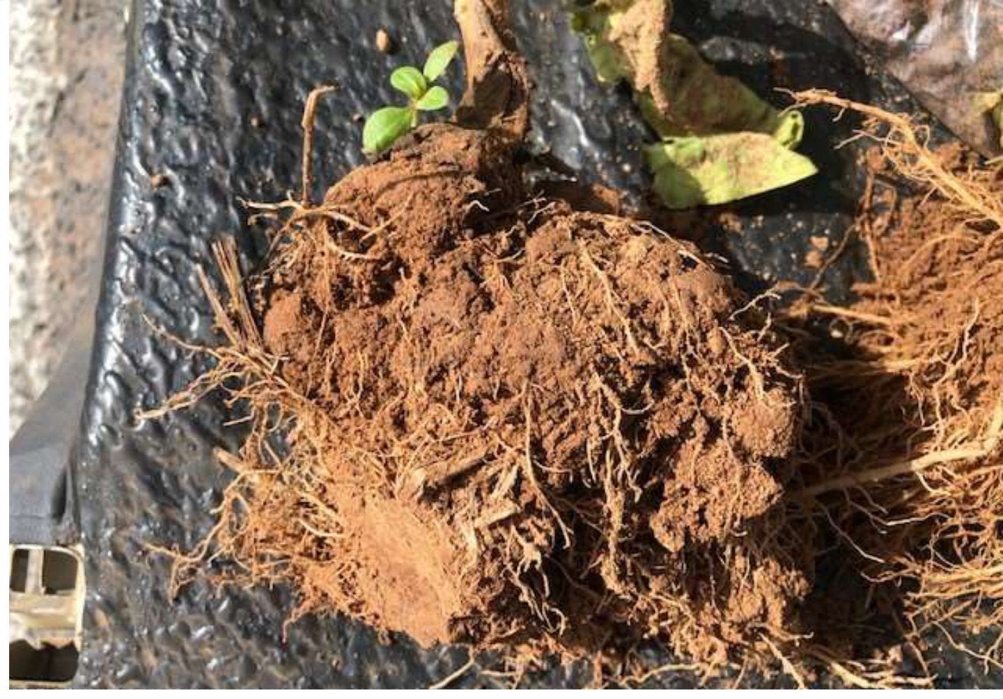 Second root sample sent to Kutsaga