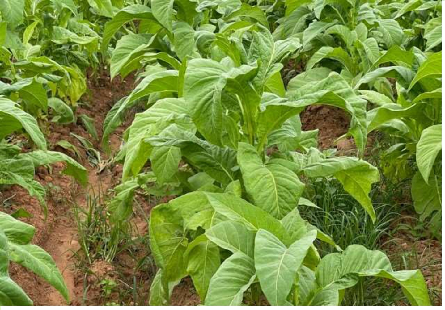 Mostly healthy crop with a few damaged leaves