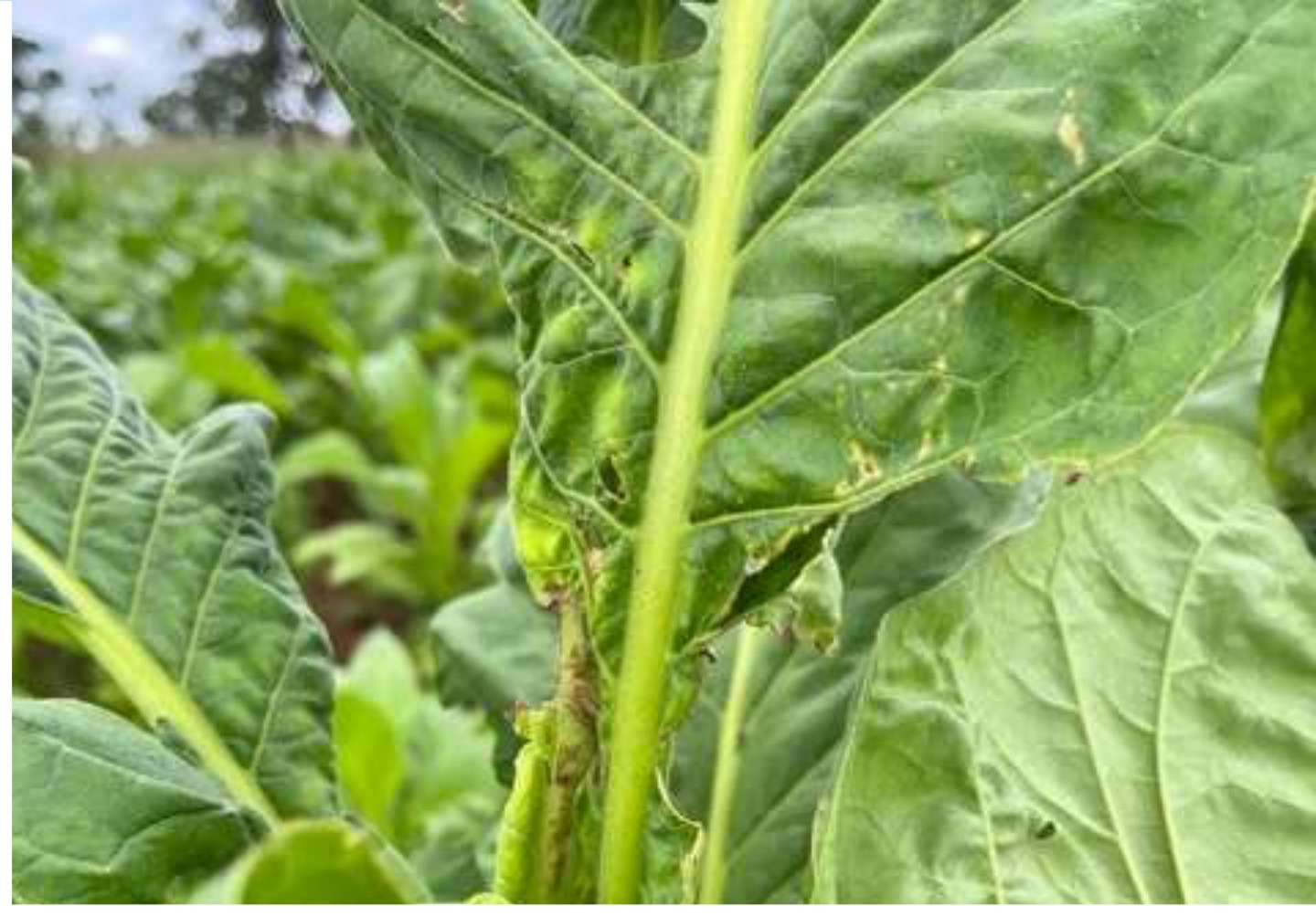Close-up of minor leaf damage