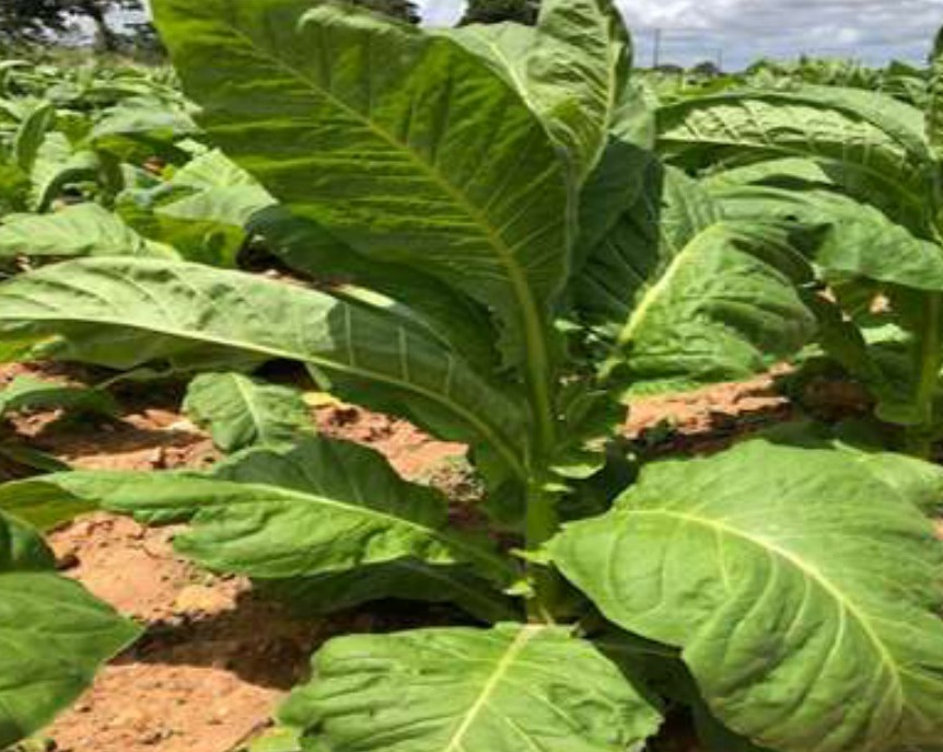 Row 8 plant on 26 December