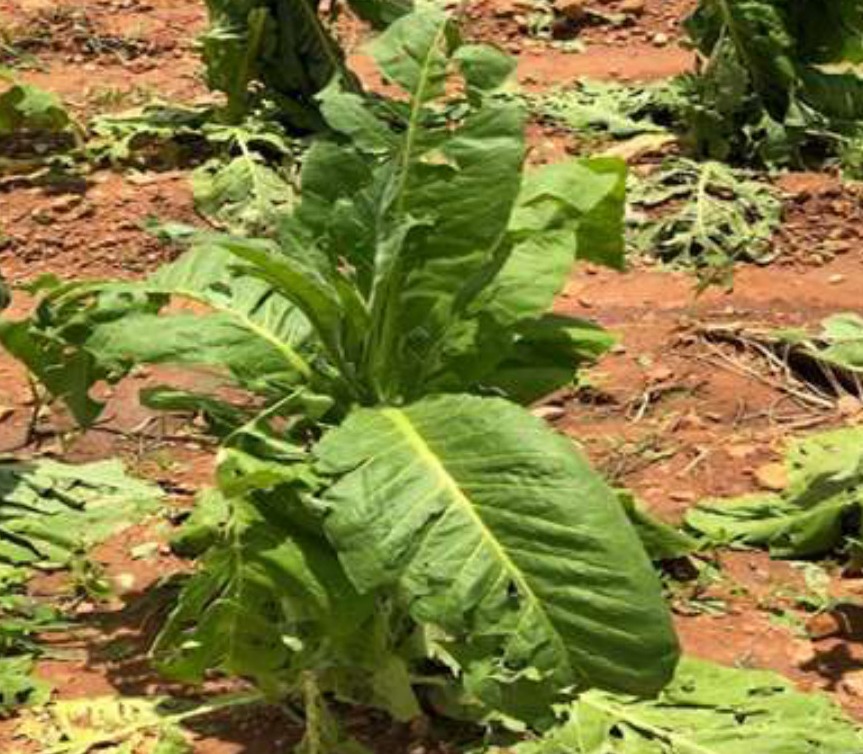 Row 8 plant on 7 January after the hail