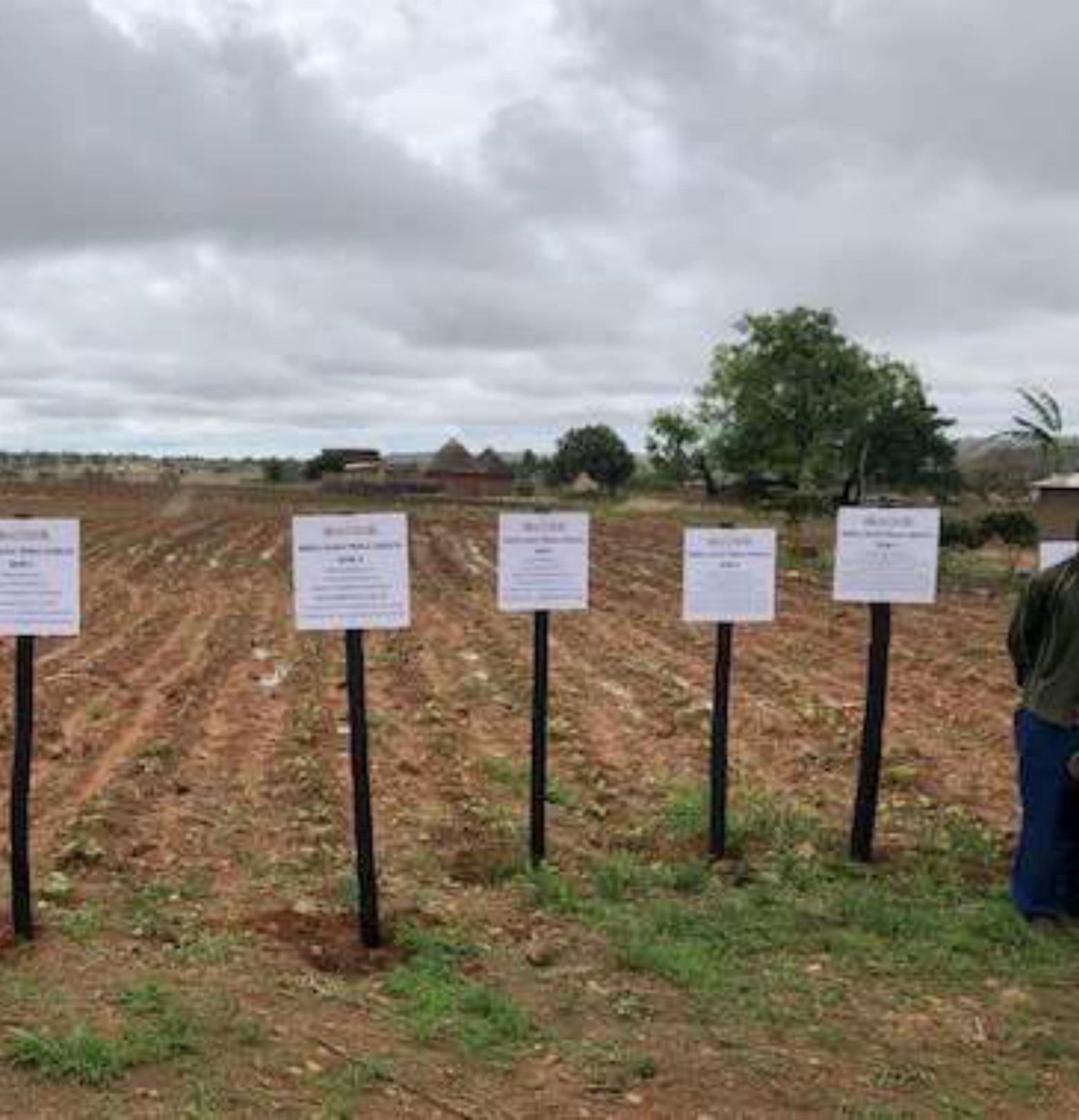 Row of trial signs marking each treatment