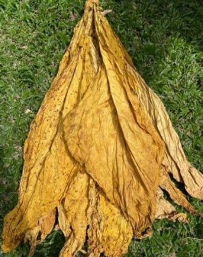 Cured tobacco leaf — ×1 spray of Azoxy Duo 325SC