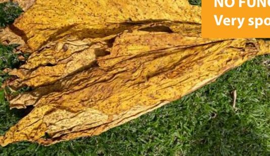 Cured tobacco leaf — No fungicide applied