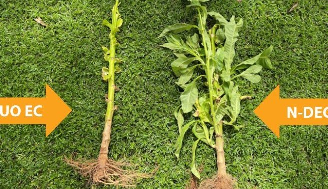 Two tobacco plants side by side after suckericide treatment