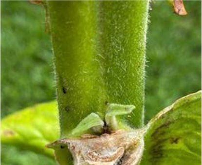 Sucker bud after Flumetralin Duo EC application