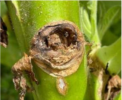 Sucker bud after N-Decanol application